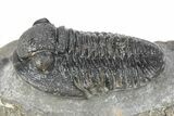 Detailed Gerastos Trilobite Fossil - Morocco #277654-1